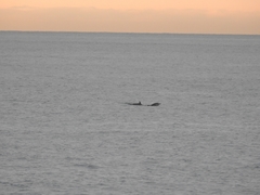 Delphinus delphis ponticus