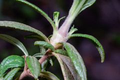 Neolasioptera mimuli