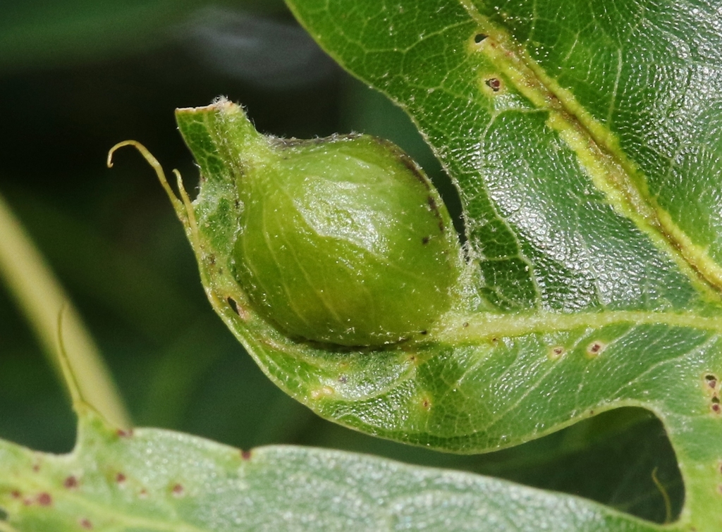 Furry Oak Leaf Gall Wasp