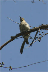 Colluricincla harmonica