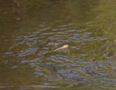 Austrocordulia refracta