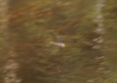 Austrocordulia refracta