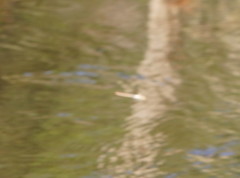 Austrocordulia refracta