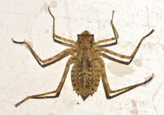 Macromia magnifica