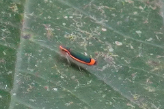 Stephanolla rufoapicata