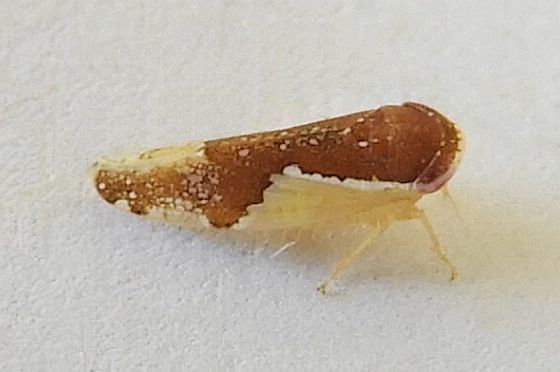 Norvellina pulchella