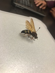 Sphecius speciosus