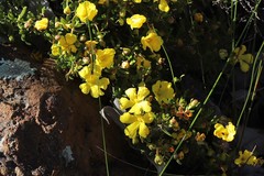 Hibbertia hypericoides hypericoides