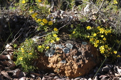 Hibbertia hypericoides hypericoides