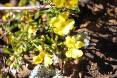 Hibbertia hypericoides hypericoides