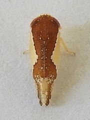 Norvellina pulchella