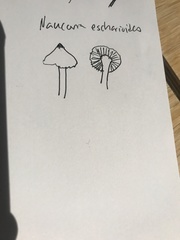 Naucoria escharioides