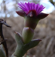 Smicrostigma viride