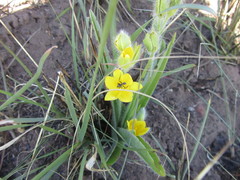 Hypoxis acuminata