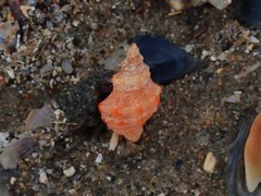 Phycothais reticulata