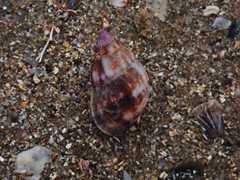Nassarius gaudiosus