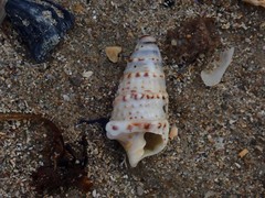 Rhinoclavis sinensis