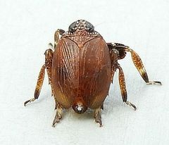Phylloscelis rubra