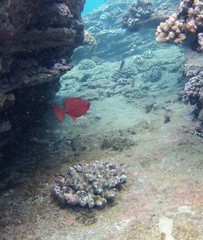 Priacanthidae