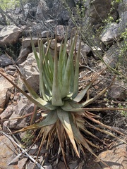Aloe cryptopoda