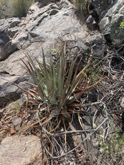 Aloe cryptopoda