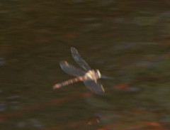 Austrocordulia refracta