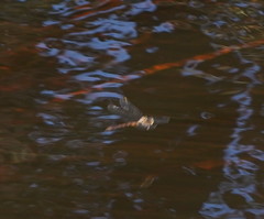 Austrocordulia refracta