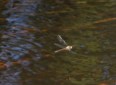 Austrocordulia refracta