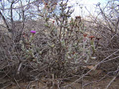 Smicrostigma viride