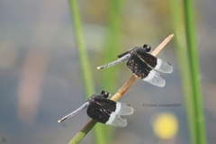 Neurothemis tullia