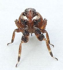Phylloscelis rubra