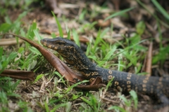 Varanus salvator salvator