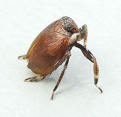 Phylloscelis rubra