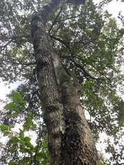 Aegiphila ferruginea