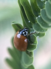 Cycloneda sanguinea