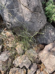 Asparagus divaricatus