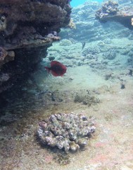 Priacanthidae