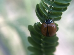 Cycloneda sanguinea