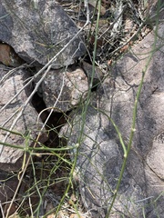 Asparagus divaricatus