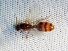 Solenopsis geminata