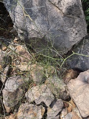 Asparagus divaricatus