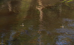 Austrocordulia refracta