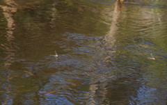 Austrocordulia refracta