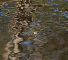 Austrocordulia refracta