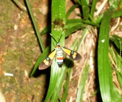 Euchromia lethe