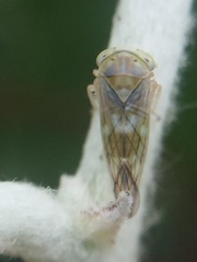 Tremulicerus distinguendus