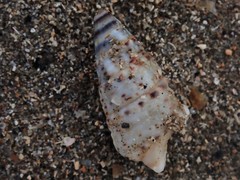 Rhinoclavis sinensis