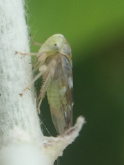 Tremulicerus distinguendus