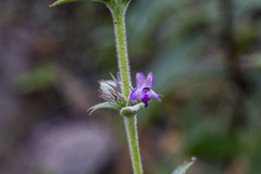 Hyptis rhytidea