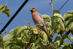 Haemorhous mexicanus